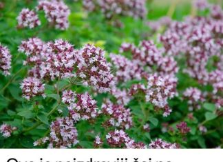 0V0 je najzdraviji čaj na svijetu: Sprječava sve 0D obične prehlade D0 kancera! 0V0 je najzdraviji čaj na svijetu: Sprječava sve 0D obične prehlade D0 kancera! - featured image