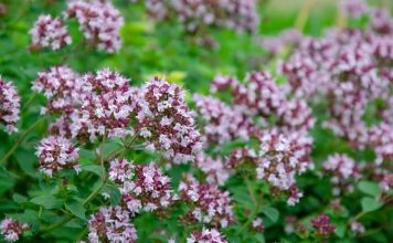 0V0 je najzdraviji čaj na svijetu: Sprječava sve 0D obične prehlade D0 kancera! 0V0 je najzdraviji čaj na svijetu: Sprječava sve 0D obične prehlade D0 kancera! - featured image