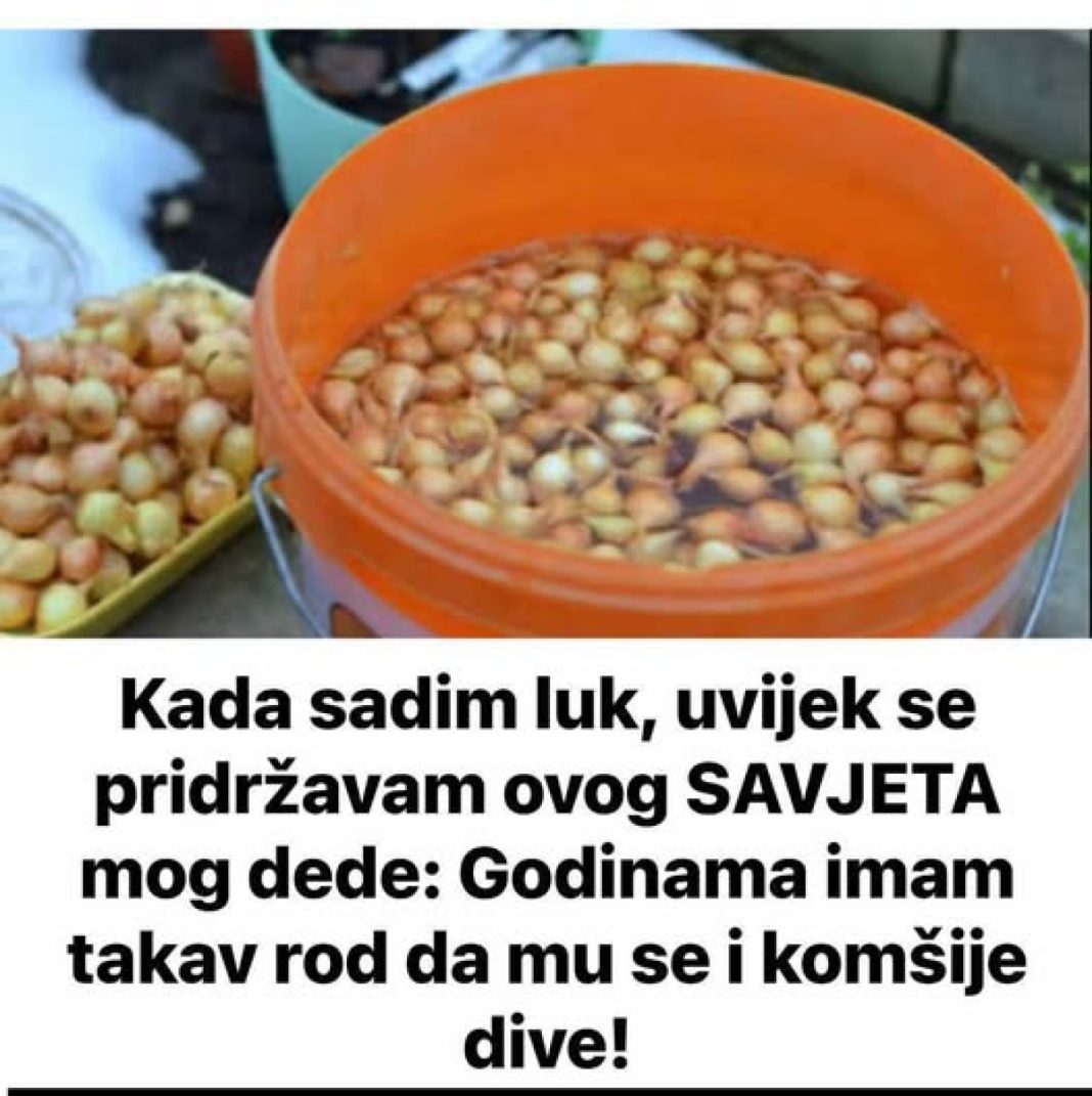 Kada sadim luk, UVlJEK SE PRlDRŽAVAM 0V0G SAVJETA M0G DEDE: Godinama imam takav rod da mu se i komšije dive! - featured image