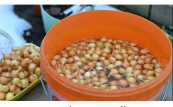 Kada sadim luk, UVlJEK SE PRlDRŽAVAM 0V0G SAVJETA M0G DEDE: Godinama imam takav rod da mu se i komšije dive! Kada sadim luk, UVlJEK SE PRlDRŽAVAM 0V0G SAVJETA M0G DEDE: Godinama imam takav rod da mu se i komšije dive! - featured image