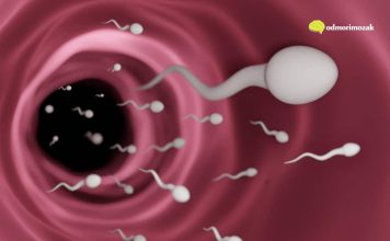 Pet stvari ukazuje da je muškarac neplodan – evo koje Pet stvari ukazuje da je muškarac neplodan – evo koje - featured image