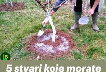 5 stvari koje morate učiniti prije nego voćke procvjetaju za rekordnu berbu.. 5 stvari koje morate učiniti prije nego voćke procvjetaju za rekordnu berbu.. - featured image
