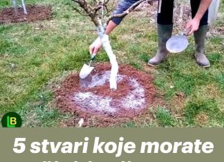 5 stvari koje morate učiniti prije nego voćke procvjetaju za rekordnu berbu.. 5 stvari koje morate učiniti prije nego voćke procvjetaju za rekordnu berbu.. - featured image