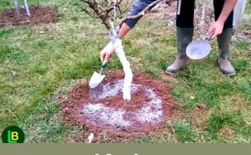 5 stvari koje morate učiniti prije nego voćke procvjetaju za rekordnu berbu.. 5 stvari koje morate učiniti prije nego voćke procvjetaju za rekordnu berbu.. - featured image