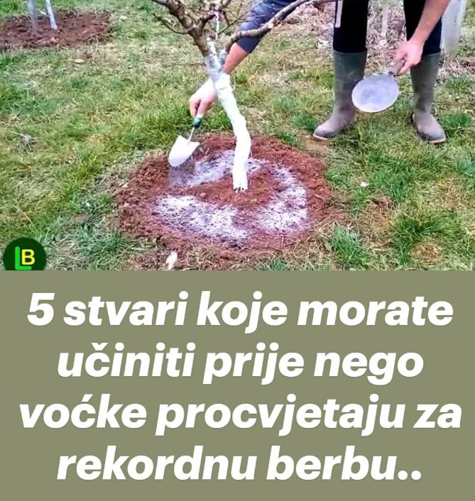 5 stvari koje morate učiniti prije nego voćke procvjetaju za rekordnu berbu.. - featured image 5 stvari koje morate učiniti prije nego voćke procvjetaju za rekordnu berbu.. - featured image
