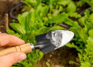 Prve nedelje proleća po bašti pospite sodu bikarbonu: Evo zašto je to neophodno Prve nedelje proleća po bašti pospite sodu bikarbonu: Evo zašto je to neophodno - featured image