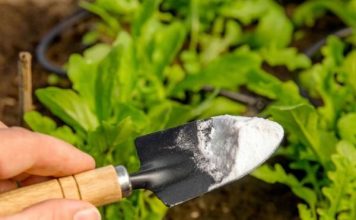 Prve nedelje proleća po bašti pospite sodu bikarbonu: Evo zašto je to neophodno Prve nedelje proleća po bašti pospite sodu bikarbonu: Evo zašto je to neophodno - featured image