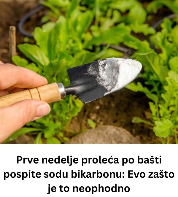 Prve nedelje proleća po bašti pospite sodu bikarbonu: Evo zašto je to neophodno - featured image Prve nedelje proleća po bašti pospite sodu bikarbonu: Evo zašto je to neophodno - featured image