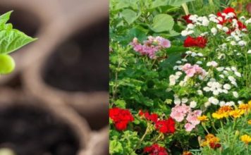 Ova tri cveta zasadite u februaru i na proleće ćete imati baštu punu mirisa i boja: Idealni su i za terase Ova tri cveta zasadite u februaru i na proleće ćete imati baštu punu mirisa i boja: Idealni su i za terase - featured image