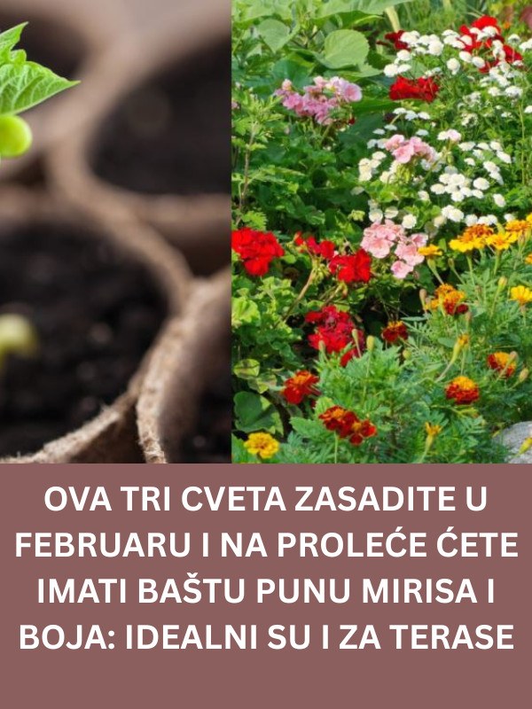 Ova tri cveta zasadite u februaru i na proleće ćete imati baštu punu mirisa i boja: Idealni su i za terase - featured image Ova tri cveta zasadite u februaru i na proleće ćete imati baštu punu mirisa i boja: Idealni su i za terase - featured image