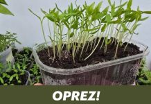 OPREZ! Spriječite da rasad postane izdužen (mlitav) uz ove jednostavne trikove! OPREZ! Spriječite da rasad postane izdužen (mlitav) uz ove jednostavne trikove! - featured image