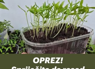 OPREZ! Spriječite da rasad postane izdužen (mlitav) uz ove jednostavne trikove! OPREZ! Spriječite da rasad postane izdužen (mlitav) uz ove jednostavne trikove! - featured image