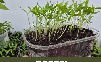 OPREZ! Spriječite da rasad postane izdužen (mlitav) uz ove jednostavne trikove! OPREZ! Spriječite da rasad postane izdužen (mlitav) uz ove jednostavne trikove! - featured image