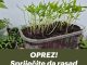 OPREZ! Spriječite da rasad postane izdužen (mlitav) uz ove jednostavne trikove! OPREZ! Spriječite da rasad postane izdužen (mlitav) uz ove jednostavne trikove! - featured image