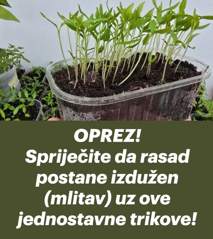 OPREZ! Spriječite da rasad postane izdužen (mlitav) uz ove jednostavne trikove! - featured image OPREZ! Spriječite da rasad postane izdužen (mlitav) uz ove jednostavne trikove! - featured image