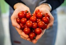 Ko ne bi trebao jesti paradajz? Ako imate OVE bolesti IZBACITE ga iz prehrane odmah! Ko ne bi trebao jesti paradajz? Ako imate OVE bolesti IZBACITE ga iz prehrane odmah! - featured image