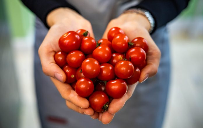 Ko ne bi trebao jesti paradajz? Ako imate OVE bolesti IZBACITE ga iz prehrane odmah! - featured image