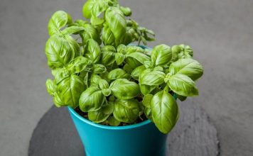 Začin koji izbacuje loš holesterol iz arterija: Otčepljuje krvne sudove, sprječava infarkt i šlog! Začin koji izbacuje loš holesterol iz arterija: Otčepljuje krvne sudove, sprječava infarkt i šlog! - featured image