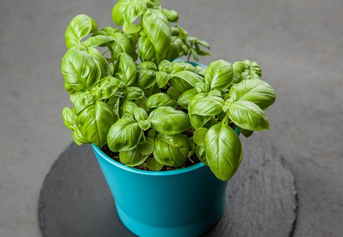 Začin koji izbacuje loš holesterol iz arterija: Otčepljuje krvne sudove, sprječava infarkt i šlog! - featured image