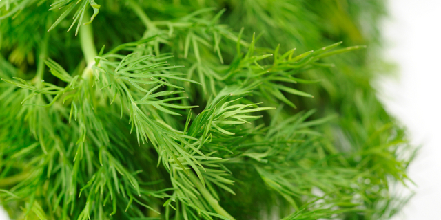 SNAŽNIJI JE OD BIJELOG LUKA: Svi bi trebalo da znaju kakav je efekat ove neupadljive biljke ljeti – ne stavljate je samo u krastavce! - featured image