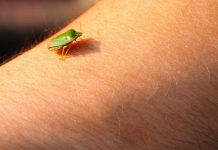 Samo jednu stvar stavite i one bjeze: Smrdibube se strasno plase ove jedne stvari- RIJESITE SVOJ DOM OD OVIH NAPASTI Samo jednu stvar stavite i one bjeze: Smrdibube se strasno plase ove jedne stvari- RIJESITE SVOJ DOM OD OVIH NAPASTI - featured image