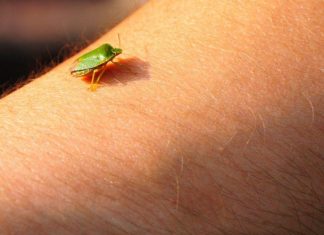 Samo jednu stvar stavite i one bjeze: Smrdibube se strasno plase ove jedne stvari- RIJESITE SVOJ DOM OD OVIH NAPASTI Samo jednu stvar stavite i one bjeze: Smrdibube se strasno plase ove jedne stvari- RIJESITE SVOJ DOM OD OVIH NAPASTI - featured image