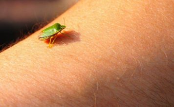 Samo jednu stvar stavite i one bjeze: Smrdibube se strasno plase ove jedne stvari- RIJESITE SVOJ DOM OD OVIH NAPASTI Samo jednu stvar stavite i one bjeze: Smrdibube se strasno plase ove jedne stvari- RIJESITE SVOJ DOM OD OVIH NAPASTI - featured image