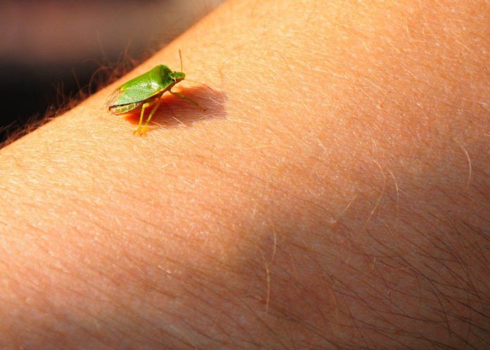 Samo jednu stvar stavite i one bjeze: Smrdibube se strasno plase ove jedne stvari- RIJESITE SVOJ DOM OD OVIH NAPASTI - featured image