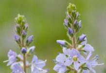 BILJKA KOJA RASTE SVUDA OKO NAS PRAVO JE BLAGO: Čisti KRV I Jetru, Sprječava Znojenje I Pomaže Kod REUME BILJKA KOJA RASTE SVUDA OKO NAS PRAVO JE BLAGO: Čisti KRV I Jetru, Sprječava Znojenje I Pomaže Kod REUME - featured image