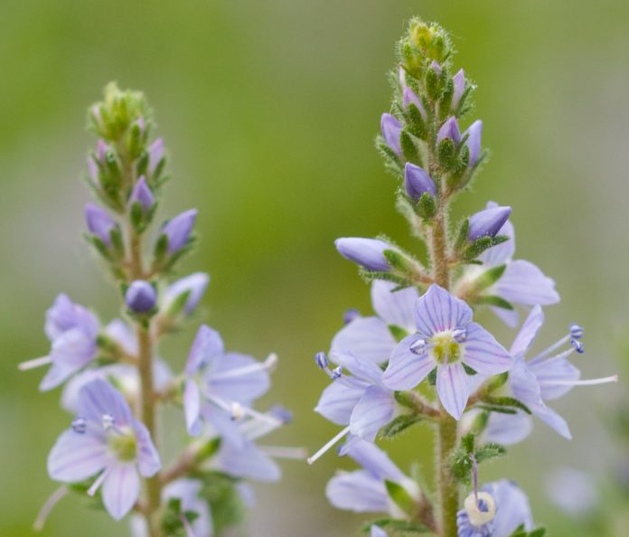 BILJKA KOJA RASTE SVUDA OKO NAS PRAVO JE BLAGO: Čisti KRV I Jetru, Sprječava Znojenje I Pomaže Kod REUME - featured image BILJKA KOJA RASTE SVUDA OKO NAS PRAVO JE BLAGO: Čisti KRV I Jetru, Sprječava Znojenje I Pomaže Kod REUME - featured image