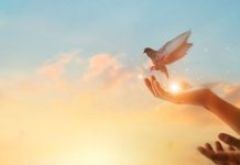 Narodno vjerovanje koje rijetko ko zna: Što znači kada vam ptica sleti na prozor ili pokuca na staklo Narodno vjerovanje koje rijetko ko zna: Što znači kada vam ptica sleti na prozor ili pokuca na staklo - featured image