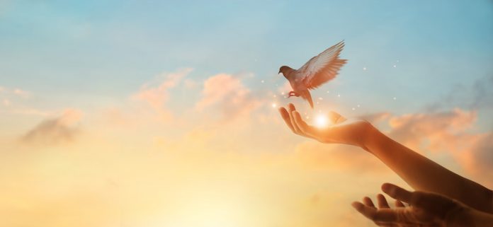 Narodno vjerovanje koje rijetko ko zna: Što znači kada vam ptica sleti na prozor ili pokuca na staklo - featured image