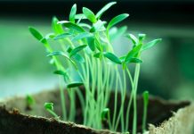 OPREZ! Spriječite da rasad postane izdužen (mlitav) uz ove jednostavne trikove! OPREZ! Spriječite da rasad postane izdužen (mlitav) uz ove jednostavne trikove! - featured image