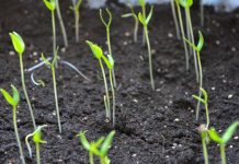 OPREZ! Spriječite da rasad postane izdužen (mlitav) uz ove jednostavne trikove! OPREZ! Spriječite da rasad postane izdužen (mlitav) uz ove jednostavne trikove! - featured image