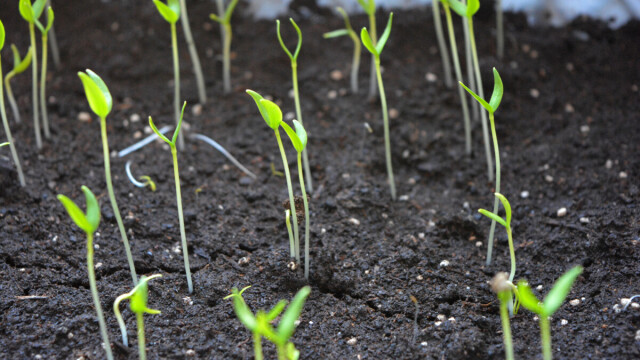 OPREZ! Spriječite da rasad postane izdužen (mlitav) uz ove jednostavne trikove! - featured image OPREZ! Spriječite da rasad postane izdužen (mlitav) uz ove jednostavne trikove! - featured image