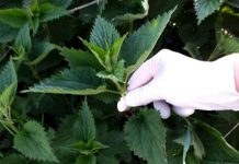 Med i kopriva: Samo 2 kašike dnevno! Liječi anemiju, migrenu, žuč, jetru, poremećaj sna – RECEPT Med i kopriva: Samo 2 kašike dnevno! Liječi anemiju, migrenu, žuč, jetru, poremećaj sna – RECEPT - featured image