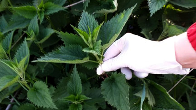 Med i kopriva: Samo 2 kašike dnevno! Liječi anemiju, migrenu, žuč, jetru, poremećaj sna – RECEPT - featured image