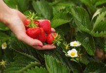 OVIM đubrivom prihranite jagode na početku marta za obilje krupnih plodova OVIM đubrivom prihranite jagode na početku marta za obilje krupnih plodova - featured image