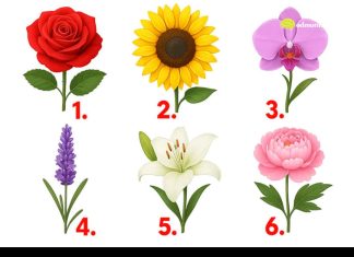 TEST: Koji cvijet vam se najviše dopada? – On otkriva kako vas drugi zapravo vide! TEST: Koji cvijet vam se najviše dopada? – On otkriva kako vas drugi zapravo vide! - featured image