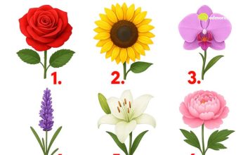 TEST: Koji cvijet vam se najviše dopada? – On otkriva kako vas drugi zapravo vide! TEST: Koji cvijet vam se najviše dopada? – On otkriva kako vas drugi zapravo vide! - featured image