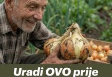 Uradi ovo prije sadnje luka i imat ćeš OGROMNE lukovice! Uradi ovo prije sadnje luka i imat ćeš OGROMNE lukovice! - featured image