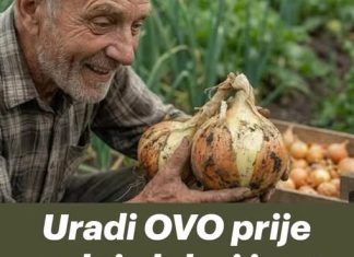 Uradi ovo prije sadnje luka i imat ćeš OGROMNE lukovice! Uradi ovo prije sadnje luka i imat ćeš OGROMNE lukovice! - featured image