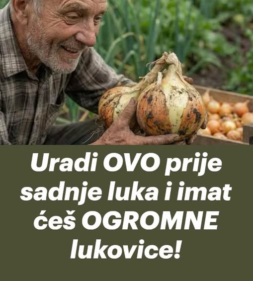 Uradi ovo prije sadnje luka i imat ćeš OGROMNE lukovice! - featured image
