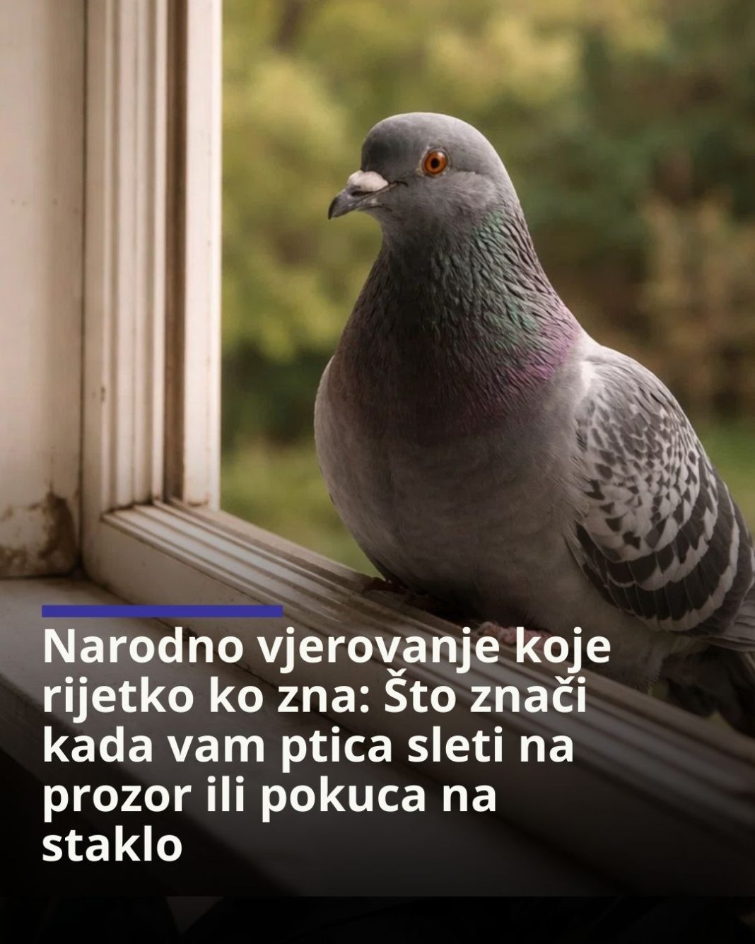 Narodno vjerovanje koje rijetko ko zna: Što znači kada vam ptica sleti na prozor ili pokuca na staklo - featured image