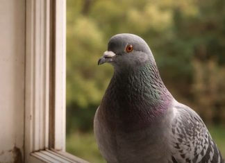 Narodno vjerovanje koje rijetko ko zna: Što znači kada vam ptica sleti na prozor ili pokuca na staklo Narodno vjerovanje koje rijetko ko zna: Što znači kada vam ptica sleti na prozor ili pokuca na staklo - featured image