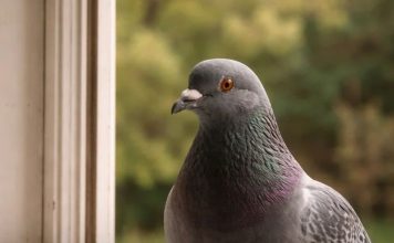 Narodno vjerovanje koje rijetko ko zna: Što znači kada vam ptica sleti na prozor ili pokuca na staklo Narodno vjerovanje koje rijetko ko zna: Što znači kada vam ptica sleti na prozor ili pokuca na staklo - featured image