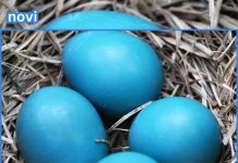 Evo kako da dobijete kraljevsko plava uskrsna jaja: Bez kapi hemije i boja iz kesice Evo kako da dobijete kraljevsko plava uskrsna jaja: Bez kapi hemije i boja iz kesice - featured image