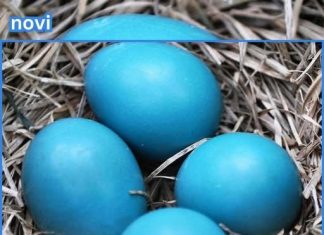 Evo kako da dobijete kraljevsko plava uskrsna jaja: Bez kapi hemije i boja iz kesice Evo kako da dobijete kraljevsko plava uskrsna jaja: Bez kapi hemije i boja iz kesice - featured image