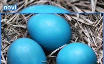 Evo kako da dobijete kraljevsko plava uskrsna jaja: Bez kapi hemije i boja iz kesice Evo kako da dobijete kraljevsko plava uskrsna jaja: Bez kapi hemije i boja iz kesice - featured image