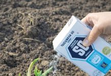 Nikad ne sadite bijeli luk bez ovoga. GLAVICE ĆE BITI ZDRAVE I KRUPNE Nikad ne sadite bijeli luk bez ovoga. GLAVICE ĆE BITI ZDRAVE I KRUPNE - featured image